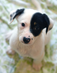 Border Collie Dogs for adoption in Chattanooga, TN, USA