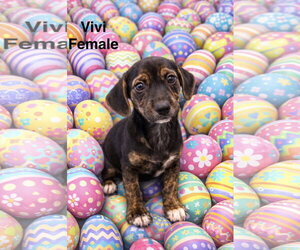 Medium Photo #1 Chihuahua-Unknown Mix Puppy For Sale in Jackson Township, NJ, USA