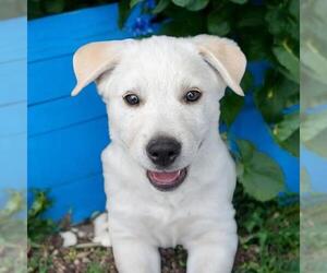 Labrador Retriever-Unknown Mix Dogs for adoption in San Diego, CA, USA