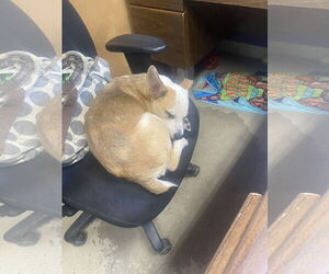 Mutt Dogs for adoption in Sparta, TN, USA