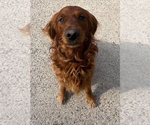 Golden Retriever Dogs for adoption in Princeton, MN, USA