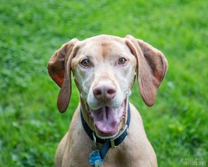Vizsla Dogs for adoption in Lockport, NY, USA