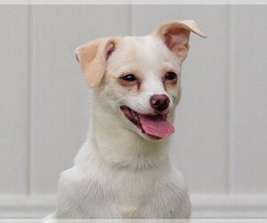 Chihuahua-Unknown Mix Dogs for adoption in Canton, CT, USA