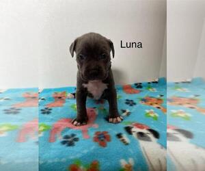 American Pit Bull Terrier-Labrador Retriever Mix Dogs for adoption in Incline Village, NV, USA