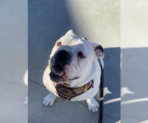 Olde Bulldog Dogs for adoption in San Martin, CA, USA