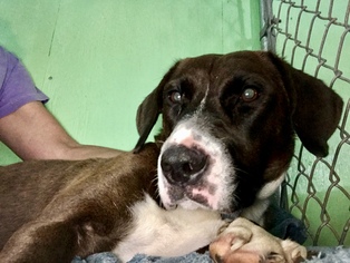 Labrador Retriever-Unknown Mix Dogs for adoption in Delaplane, VA, USA