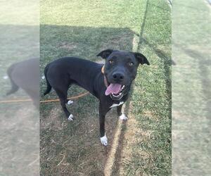 American Staffordshire Terrier Dogs for adoption in Louisville, KY, USA