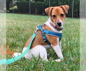 Jack Russell Terrier-Unknown Mix Dogs for adoption in Lancaster, PA, USA