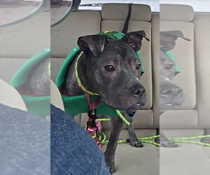 Staffordshire Bull Terrier-Unknown Mix Dogs for adoption in Princeton, MN, USA