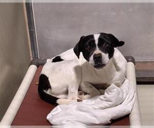 Chihuahua Dogs for adoption in Bakersfield, CA, USA