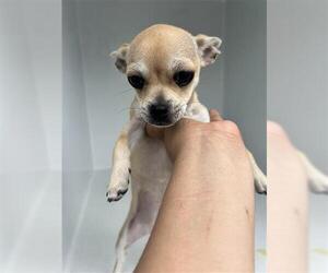 Chihuahua Dogs for adoption in Houston, TX, USA