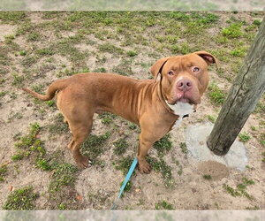 American Staffordshire Terrier Dogs for adoption in Ocala, FL, USA