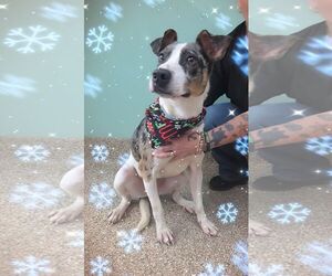 Mutt Dogs for adoption in Martinsburg, WV, USA