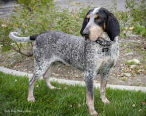 Bluetick Coonhound Dogs for adoption in See Website, CA, USA