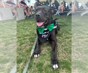 American Pit Bull Terrier-Staffordshire Bull Terrier Mix Dogs for adoption in Chandler, AZ, USA