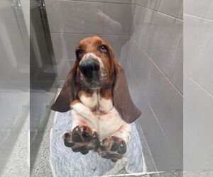 Basset Hound Dogs for adoption in Brookville, OH, USA