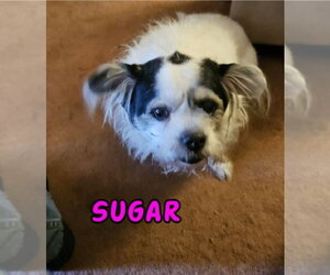Mutt Dogs for adoption in Rustburg, VA, USA