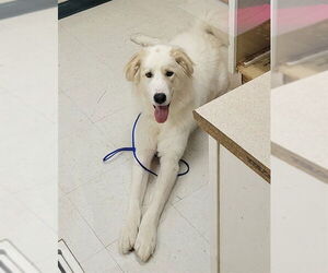 Akbash-Great Pyrenees Mix Dogs for adoption in Oroville, CA, USA