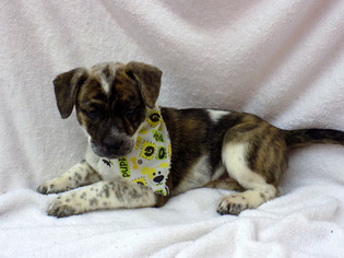 Bogle Dogs for adoption in York, SC, USA