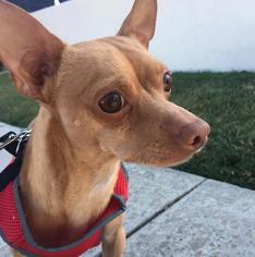Chihuahua Dogs for adoption in Huntington Beach, CA, USA