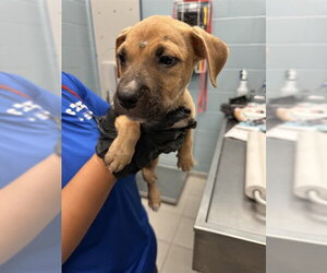 American Pit Bull Terrier-Unknown Mix Dogs for adoption in Corpus Christi, TX, USA
