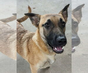 German Shepherd Dog-Unknown Mix Dogs for adoption in Imlay City, MI, USA