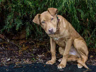 Medium Photo #1 Labrador Retriever-Unknown Mix Puppy For Sale in Belleville, IL, USA