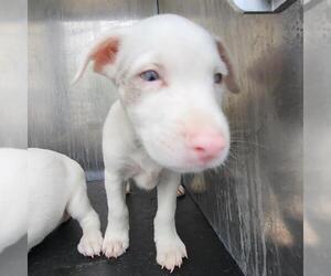 Mutt Dogs for adoption in San Antonio, TX, USA