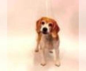 Beagle Dogs for adoption in Show Low, AZ, USA