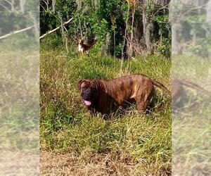 Mastiff Dogs for adoption in Oviedo, FL, USA