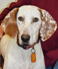English Coonhound Dogs for adoption in Nashville, IN, USA