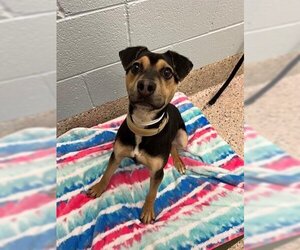 Labrottie Dogs for adoption in Brighton, CO, USA