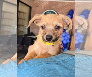 Mutt Dogs for adoption in Cliffwood, NJ, USA