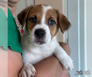 Labrador Retriever-Unknown Mix Dogs for adoption in Washington, DC, USA