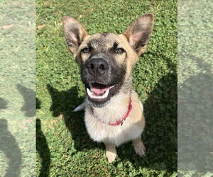 German Shepherd Dog-Unknown Mix Dogs for adoption in Davis, CA, USA