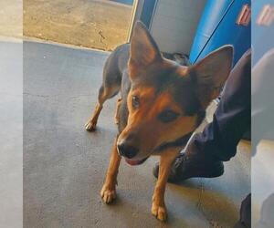 Bordernese Dogs for adoption in Camarillo, CA, USA