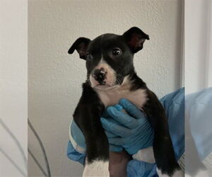 American Pit Bull Terrier-Unknown Mix Dogs for adoption in San Bernardino, CA, USA