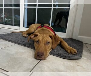 Labrador Retriever Dogs for adoption in Simsbury, CT, USA