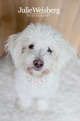 Poodle (Miniature) Dogs for adoption in San Francisco, CA, USA