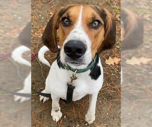 English Foxhound Dogs for adoption in Dedham, MA, USA