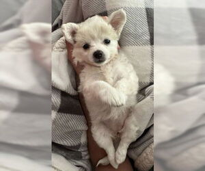 Medium Photo #1 Chihuahua-Unknown Mix Puppy For Sale in Fremont, CA, USA