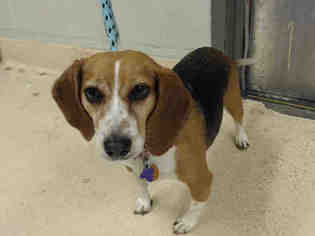 Beagle Dogs for adoption in Rancho Cucamonga, CA, USA