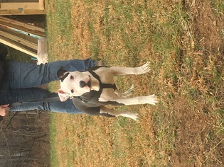 Medium Photo #1 American Bulldog-American Staffordshire Terrier Mix Puppy For Sale in Grayson, KY, USA