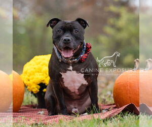 Staffordshire Bull Terrier-Unknown Mix Dogs for adoption in Crete, IL, USA