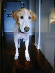Medium Photo #1 Golden Retriever-Unknown Mix Puppy For Sale in Carmichael, CA, USA