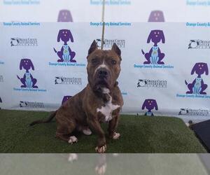 American Pit Bull Terrier-Unknown Mix Dogs for adoption in Orlando, FL, USA