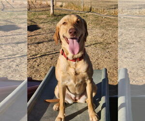 Labrador Retriever-Unknown Mix Dogs for adoption in Buckeye, AZ, USA