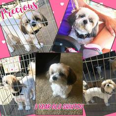 Shih Tzu Dogs for adoption in Ponca City, OK, USA