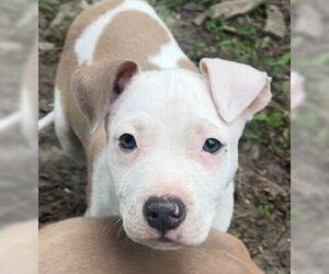 American Pit Bull Terrier-Unknown Mix Dogs for adoption in Cary, NC, USA