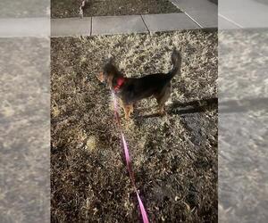 Mutt Dogs for adoption in San Antonio, TX, USA